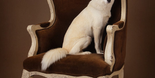 Pet Photography for your beautiful family member