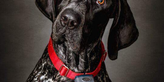 German Shorthaired Pointer Portrait