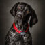 German Shorthaired Pointer Portrait