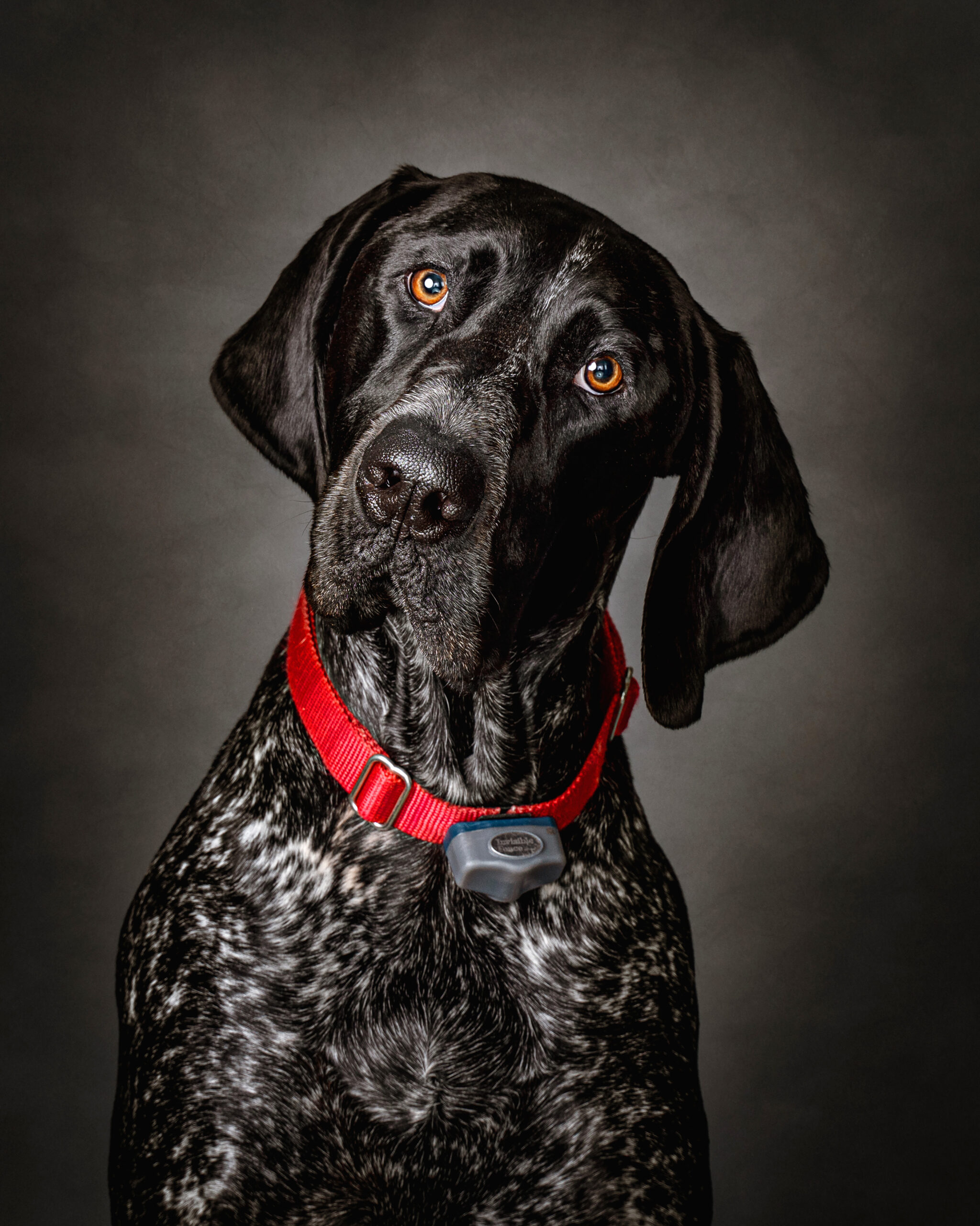 German Shorthaired Pointer Portrait