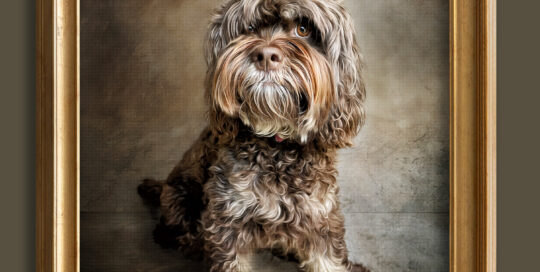This cute little puppy poses for the perfect Pet Potrait.