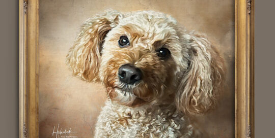 Pet Photography